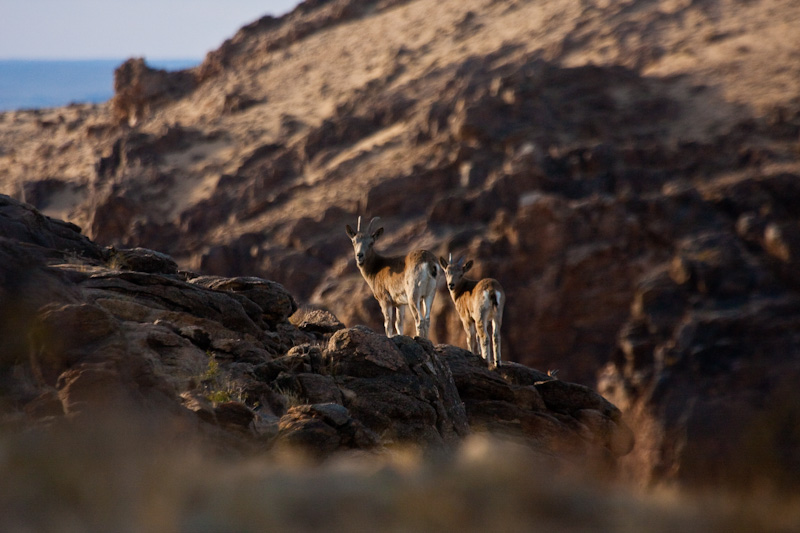 Siberian Ibex